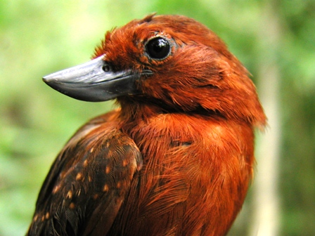 Female Recurve-billed Bushbird (/Clytoctantes alixii/), Venezuela, April 2004 by Chris Sharpe